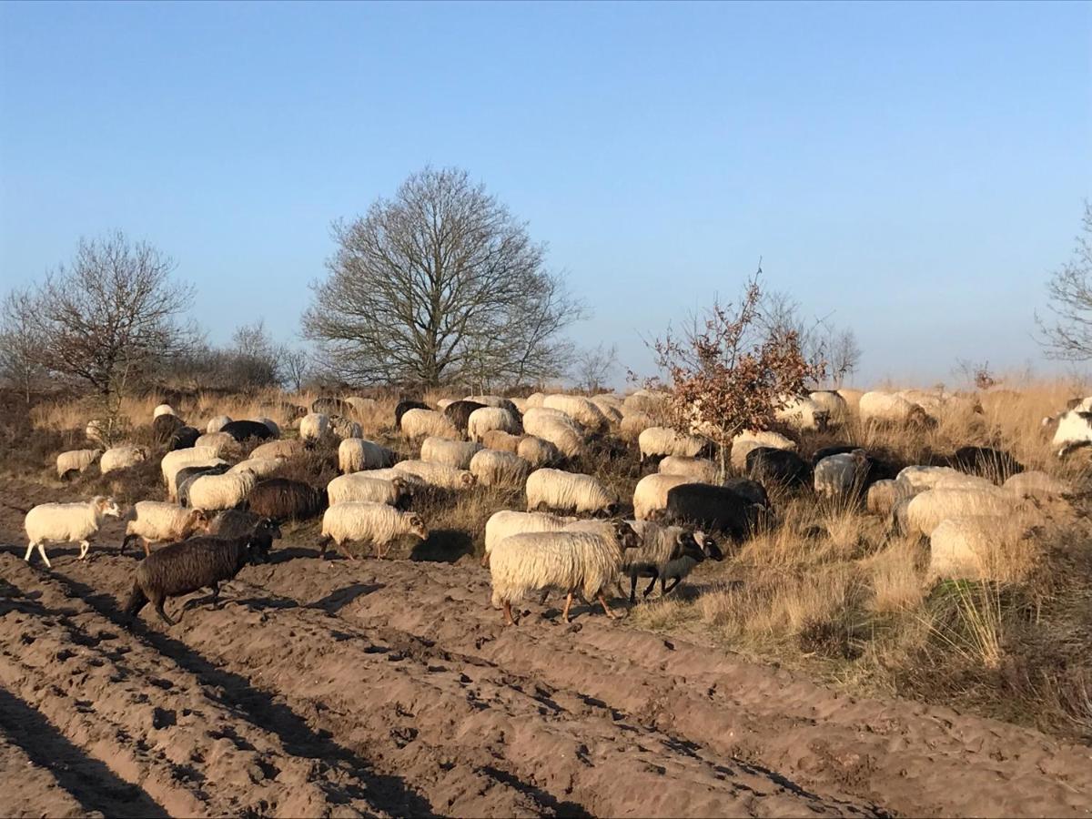 Het Grote Paard Leilighet Havelte Eksteriør bilde
