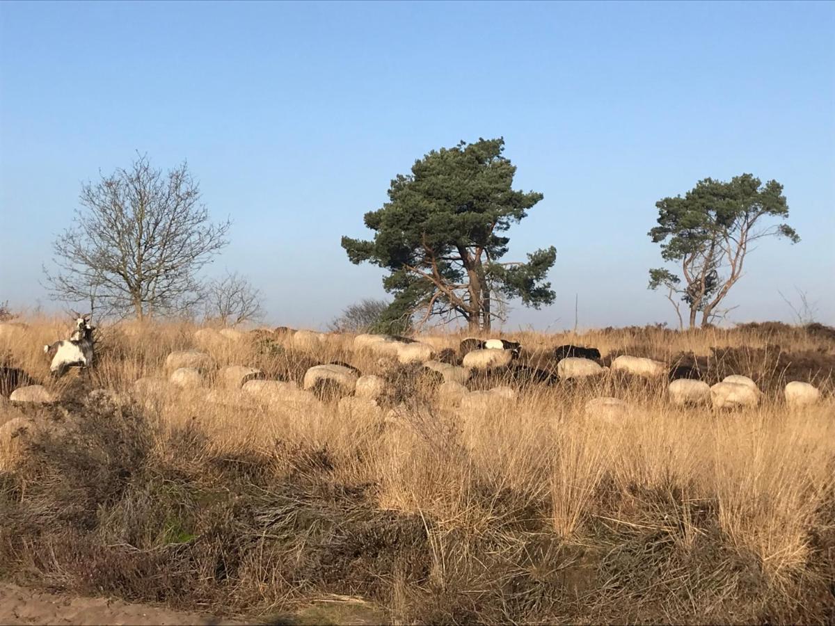 Het Grote Paard Leilighet Havelte Eksteriør bilde