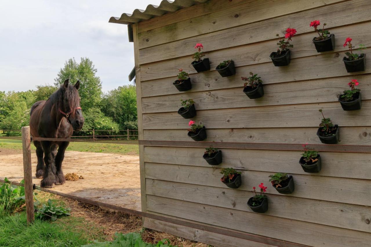Het Grote Paard Leilighet Havelte Eksteriør bilde